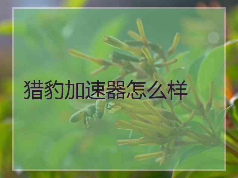 猎豹加速器怎么样